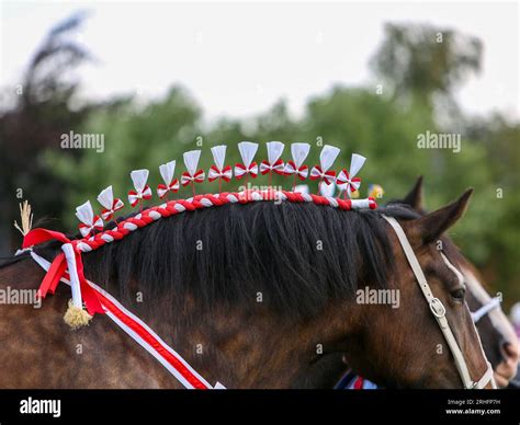 shire horse calendar 2023.